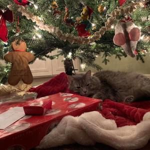 Meet your Posher, Nancy